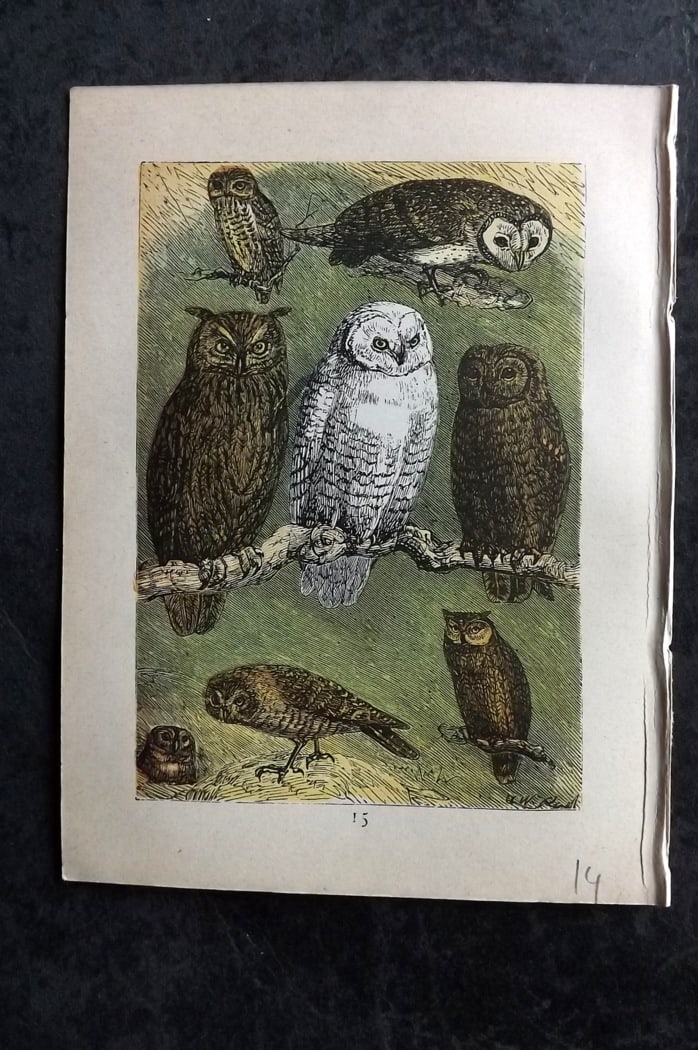 Buffon & Keyl C1880 Antique Bird Print. Owls: Colour Printed Woodblock Published C1880 for "Buffon's Natural History Modernized" Illustrated by Keyl. Paper Size: 5 x 4 inch (13 x 10cm) Good Condition