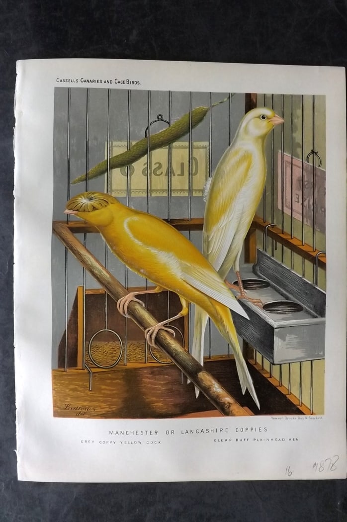 Cassell (Pub) 1880 Manchester or Lancashire Coppies - Grey Copper Yellow Cock: Chromolithograph published 1877-1880 by Cassell & Co, London for "The Illustrated Book of Canaries and Cage-Birds" by W. Blakston, W. Swaysland & A. F Weiner. Illustrated by J. W. Ludlow & W. Rutledge