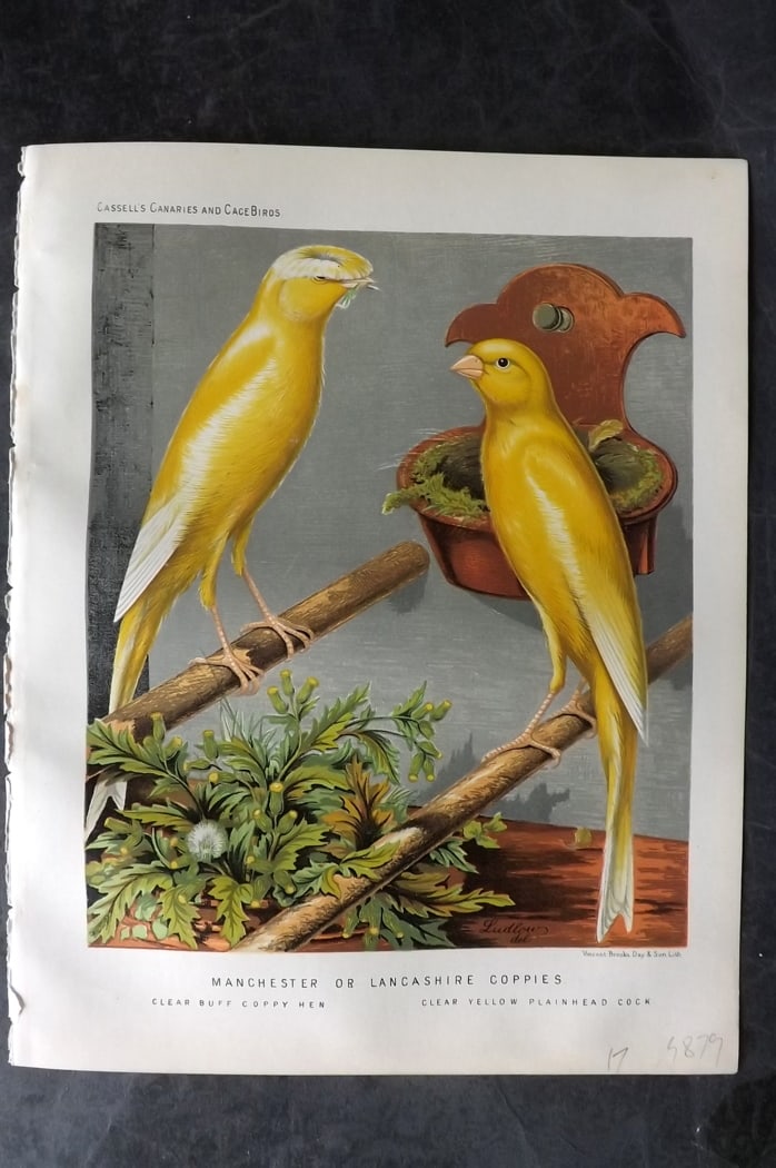 Cassell (Pub) 1880 Print. Manchester or Lancashire Coppies Clear Buff Coppy Hen: Chromolithograph published 1877-1880 by Cassell & Co, London for "The Illustrated Book of Canaries and Cage-Birds" by W. Blakston, W. Swaysland & A. F Weiner. Illustrated by J. W. Ludlow & W. Rutledge