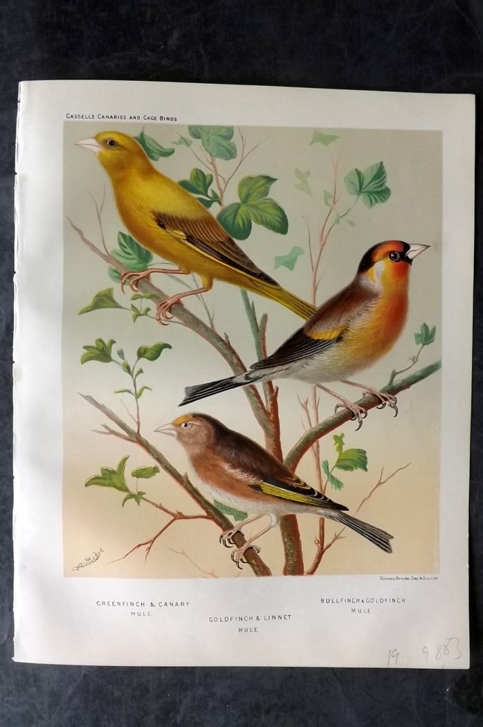 Cassell (Pub) 1880 Antique Bird Print. Greenfinch, Canary, Goldfinch, Linnet: Chromolithograph published 1877-1880 by Cassell & Co, London for "The Illustrated Book of Canaries and Cage-Birds" by W. Blakston, W. Swaysland & A. F Weiner. Illustrated by J. W. Ludlow & W. Rutledge