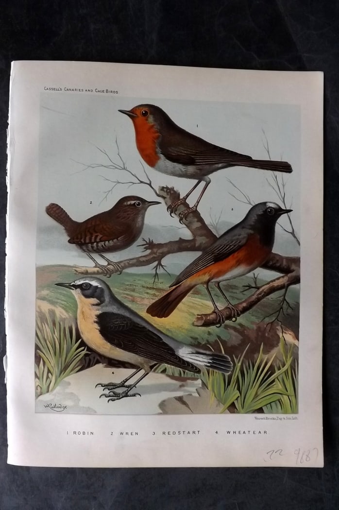 Cassell (Pub) 1880 Antique Bird Print. Robin, Wren, Redstart, Wheatear: Chromolithograph published 1877-1880 by Cassell & Co, London for "The Illustrated Book of Canaries and Cage-Birds" by W. Blakston, W. Swaysland & A. F Weiner. Illustrated by J. W. Ludlow & W. Rutledge