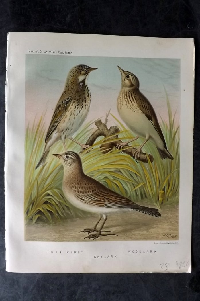 Cassell (Pub) 1880 Antique Bird Print. Tree Pipit, Woodlark, Skylark (1 of 1)