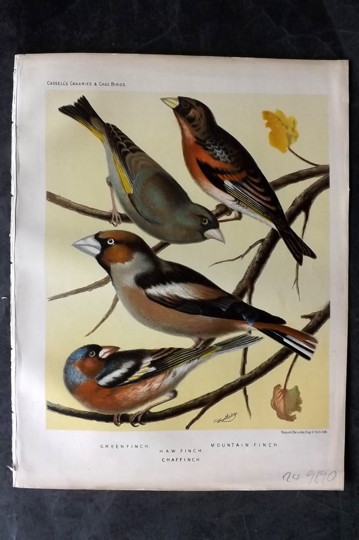 Cassell (Pub) 1880 Antique Bird Print. Greenfinch, Hawfinch, Chaffinch, Mountain Finch: Chromolithograph published 1877-1880 by Cassell & Co, London for "The Illustrated Book of Canaries and Cage-Birds" by W. Blakston, W. Swaysland & A. F Weiner. Illustrated by J. W. Ludlow & W. Rutledge