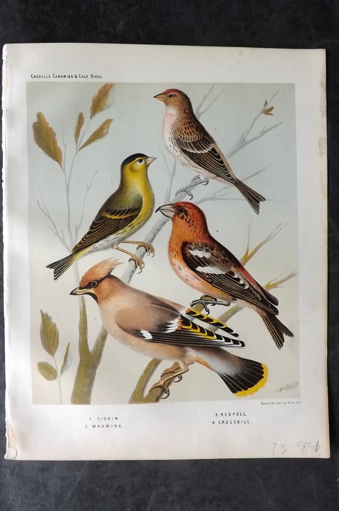 Cassell (Pub) 1880 Antique Bird Print. Siskin, Waxwing, Redpoll, Crossbill: Chromolithograph published 1877-1880 by Cassell & Co, London for "The Illustrated Book of Canaries and Cage-Birds" by W. Blakston, W. Swaysland & A. F Weiner. Illustrated by J. W. Ludlow & W. Rutledge