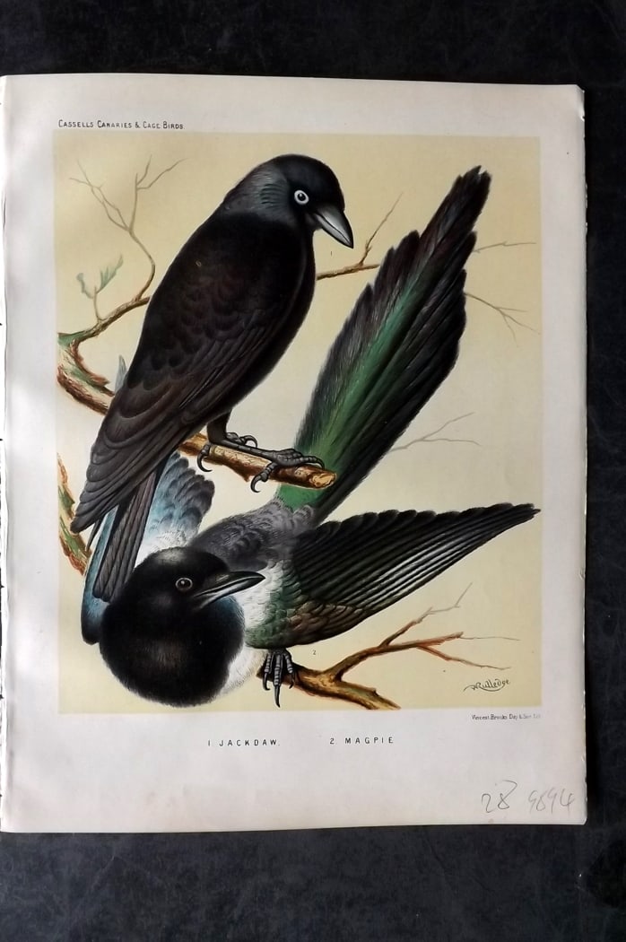 Cassell (Pub) 1880 Antique Bird Print. Jackdaw, Magpie: Chromolithograph published 1877-1880 by Cassell & Co, London for "The Illustrated Book of Canaries and Cage-Birds" by W. Blakston, W. Swaysland & A. F Weiner. Illustrated by J. W. Ludlow & W. Rutledge