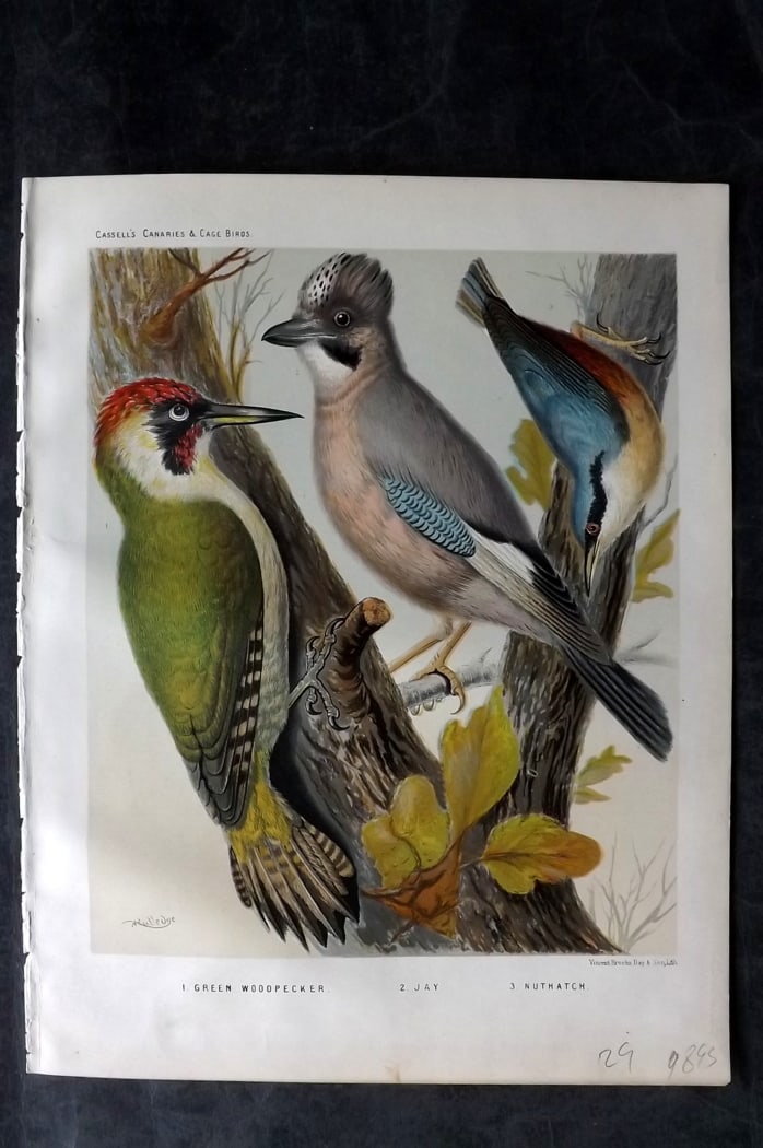Cassell (Pub) 1880 Antique Bird Print. Green Woodpecker, Jay, Nuthatch: Chromolithograph published 1877-1880 by Cassell & Co, London for "The Illustrated Book of Canaries and Cage-Birds" by W. Blakston, W. Swaysland & A. F Weiner. Illustrated by J. W. Ludlow & W. Rutledge