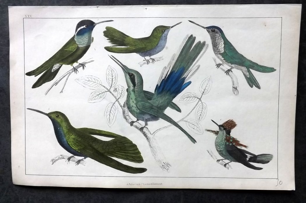 Goldsmith, Oliver C1850 Hand Col Bird Print. Hummingbirds 25: Hand Colored Etching/Engraving Published C1850 by A. Fullarton & Co., London for "A History of the Earth and Animated Nature" by Oliver Goldsmith. Paper Size: 10 x 6 inch (25 x 16cm) Good Condition