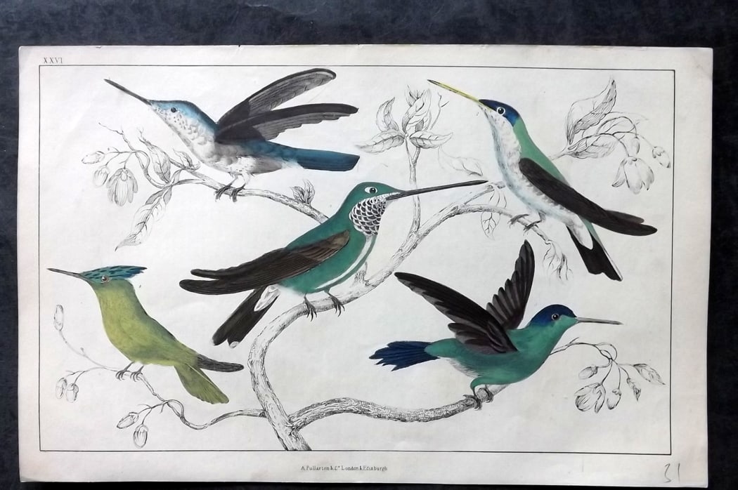 Goldsmith, Oliver C1850 Hand Col Bird Print. Hummingbirds 26: Hand Colored Etching/Engraving Published C1850 by A. Fullarton & Co., London for "A History of the Earth and Animated Nature" by Oliver Goldsmith. Paper Size: 10 x 6 inch (25 x 16cm) Good Condition