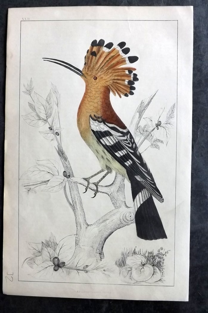 Goldsmith, Oliver C1850 Hand Col Bird Print. Hoopoe 22: Hand Colored Etching/Engraving Published C1850 by A. Fullarton & Co., London for "A History of the Earth and Animated Nature" by Oliver Goldsmith. Paper Size: 10 x 6 inch (25 x 16cm) Good Condition
