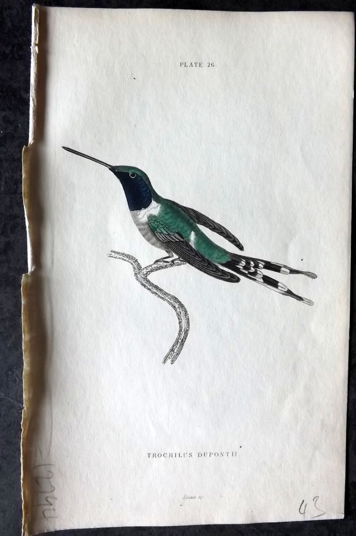 Jardine, William 1834 Hand Col Bird Print. Dupont's Hummingbird 26 (1 of 1)