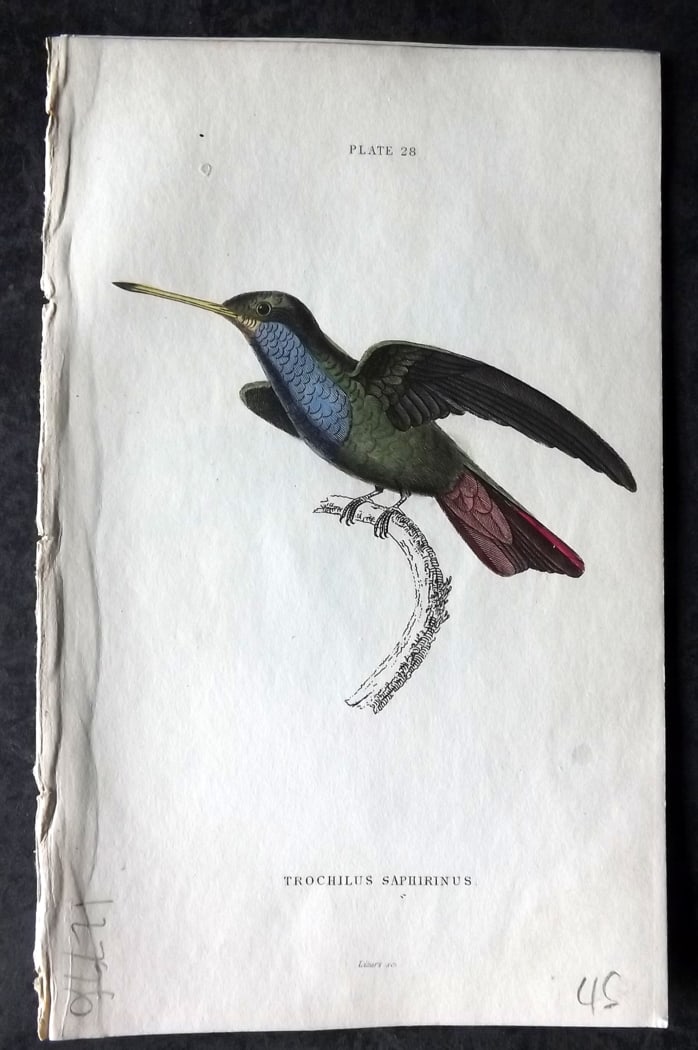 Jardine, William 1834 Hand Col Bird Print. Sapphire throated Humminbird 28: Hand Colored Steel Engraving/Etching Published 1833-43 by W.H.Lizars, Edinburgh for "The Naturalist's Library" by Sir William Jardine. Paper Size: 6.5 x 4.25 inch (17 x 11cm) Very minor background ton
