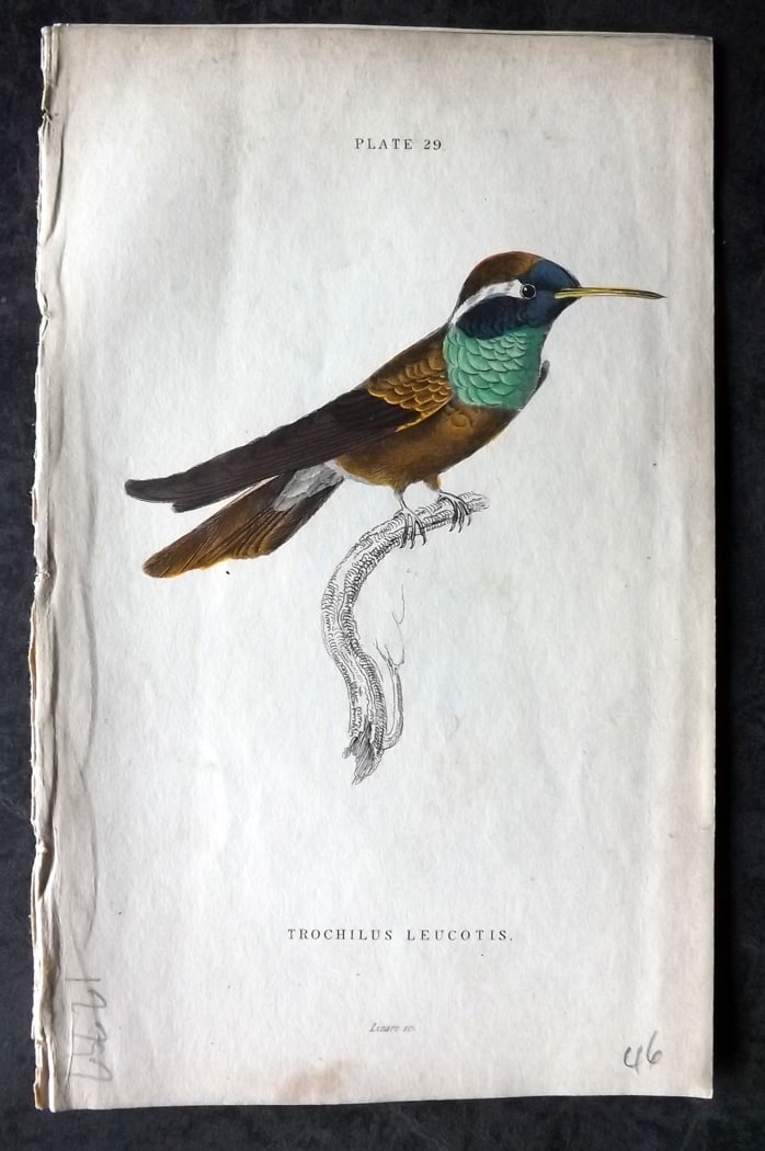 Jardine, William 1834 Hand Col Bird Print. White-Eared Hummingbird 29: Hand Colored Steel Engraving/Etching Published 1833-43 by W.H.Lizars, Edinburgh for "The Naturalist's Library" by Sir William Jardine. Paper Size: 6.5 x 4.25 inch (17 x 11cm) Very minor background ton