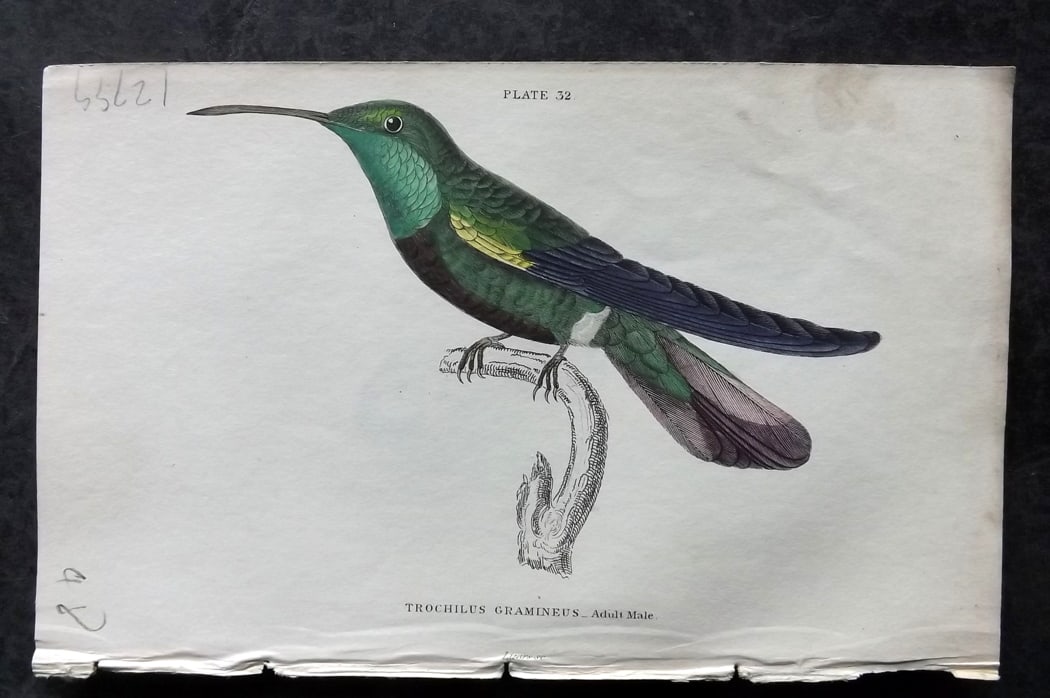 Jardine, William 1834 Hand Col Bird Print. Black Breasted Hummingbird 33 (1 of 1)
