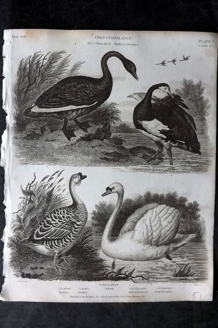 Rees, Abraham 1820 Bird Print. Swan, Black Swan, Chinese Goose, Spur Winged Goose (1 of 1)