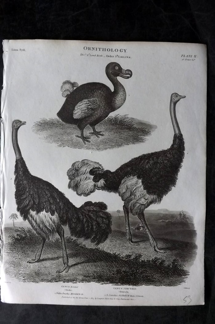 Rees, Abraham 1820 Bird Print. Extinct Dodo, Ostrich (1 of 1)