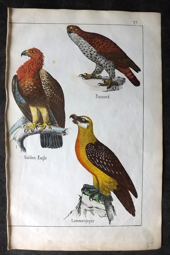 White, Adam 1860 Hand Col Bird Print. Golden Eagle, Buzzard, Lammergeyer (1 of 1)