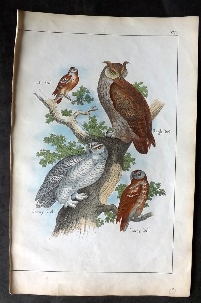 White, Adam 1860 Hand Col Bird Print. Owls - Snowy, Eagle, Little, Tawny (1 of 1)