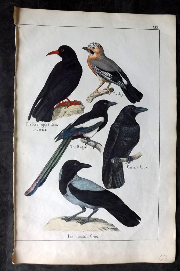 White, Adam 1860 Hand Col Bird Print. Magpie, Carrion & Hooded Crow, Jay, Chough (1 of 1)