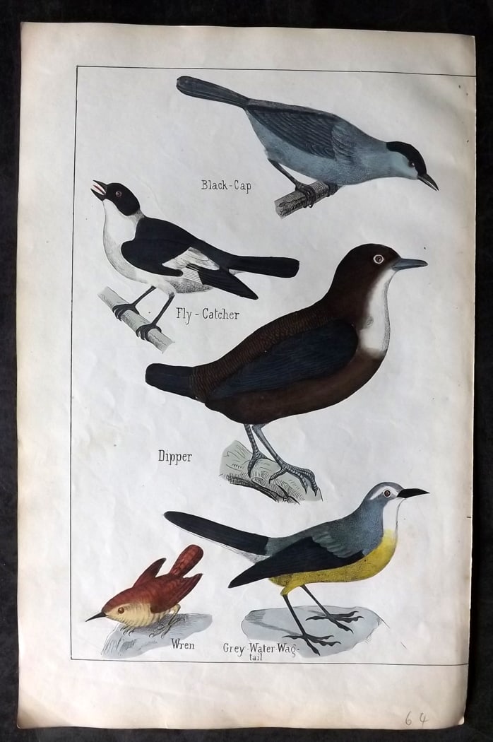 White, Adam 1860 Hand Col Bird Print. Flycatcher, Black Cap, Dipper, Wren, Wagtail: Lithograph Published 1860, Edinburgh for "The Instructive Picture Book..." by Adam White. Printed in Colours and finished by hand. Paper Size: 13 x 8 inch (33 x 21cm) Good Condition