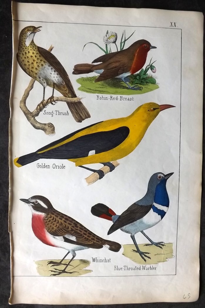 White, Adam 1860 Hand Col Bird Print. Robin, Thrush, Golden Oriole, Whinchat, Warbler (1 of 1)