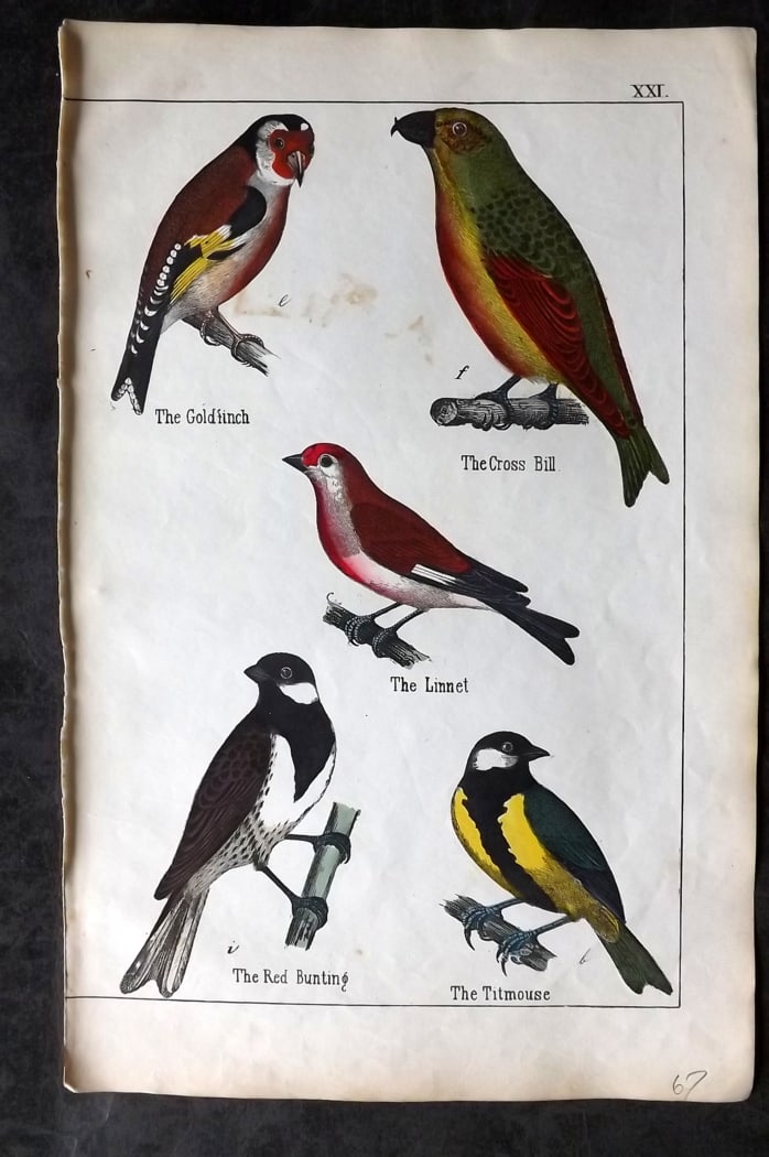 White, Adam 1860 Hand Col Bird Print. Goldfinch, Crossbill, Linnet, Bunting, Titmouse: Lithograph Published 1860, Edinburgh for "The Instructive Picture Book..." by Adam White. Printed in Colours and finished by hand. Paper Size: 13 x 8 inch (33 x 21cm) Minor background toning. Good Con