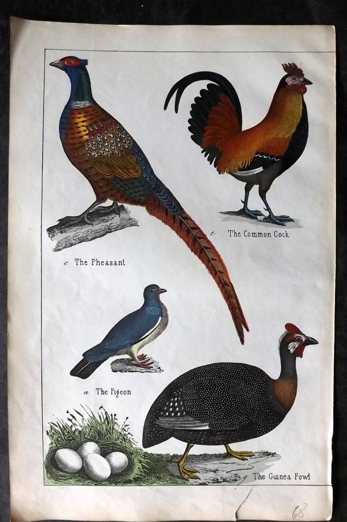 White, Adam 1860 Hand Col Bird Print. Pheasant, Common Cock, Pigeon, Guinea Fowl (1 of 1)