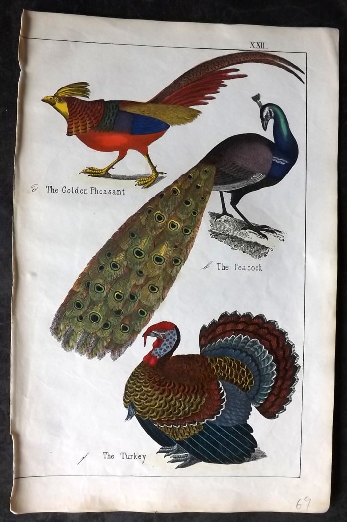 White, Adam 1860 Hand Col Bird Print. Peacock, Golden Pheasant, Turkey (1 of 1)