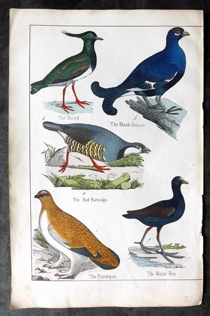 White, Adam 1860 Hand Col Bird Print. Peewit, Black Grouse, Red Partridge, Ptarmigan, Water Hen: Lithograph Published 1860, Edinburgh for "The Instructive Picture Book..." by Adam White. Printed in Colours and finished by hand. Paper Size: 13 x 8 inch (33 x 21cm) Good Condition