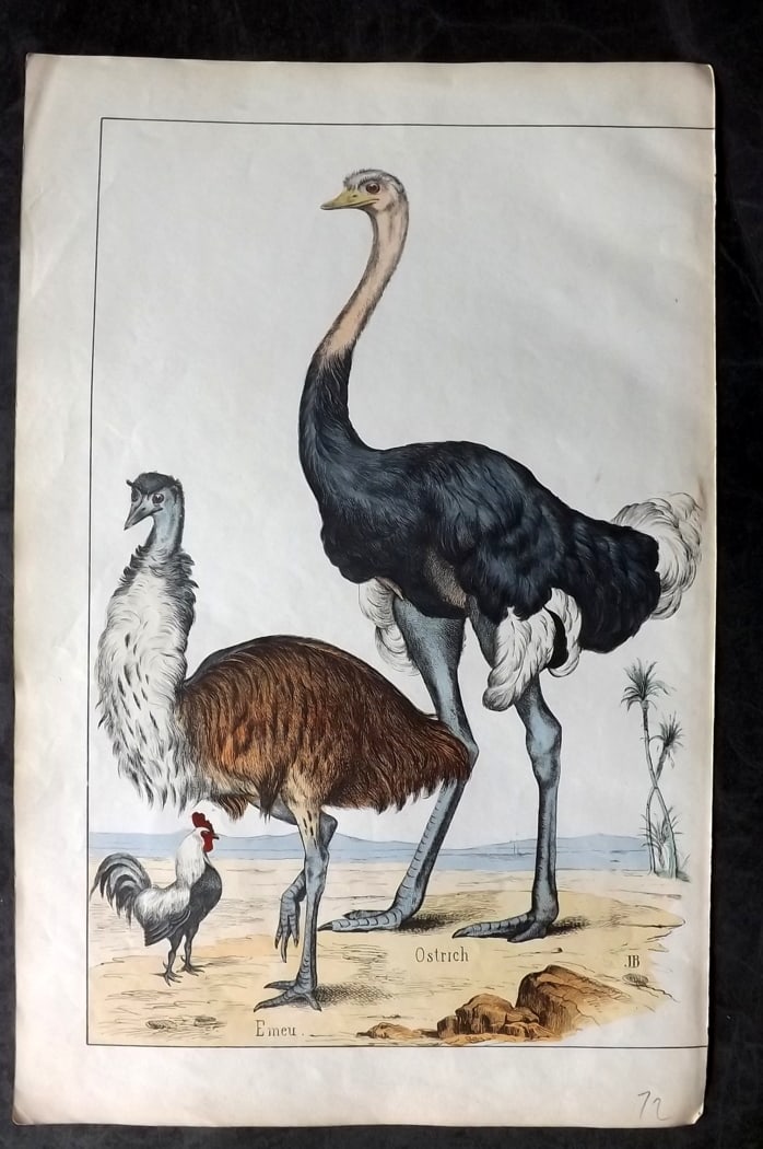 White, Adam 1860 Hand Col Bird Print. Emu Australia, Ostrich: Lithograph Published 1860, Edinburgh for "The Instructive Picture Book..." by Adam White. Printed in Colours and finished by hand. Paper Size: 13 x 8 inch (33 x 21cm) Good Condition