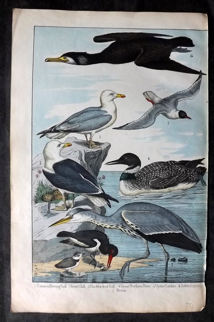 White, Adam 1860 Hand Col Bird Print. Gulls, Oyster Catcher, Diver, Heron: Lithograph Published 1860, Edinburgh for "The Instructive Picture Book..." by Adam White. Printed in Colours and finished by hand. Paper Size: 13 x 8 inch (33 x 21cm) Good Condition