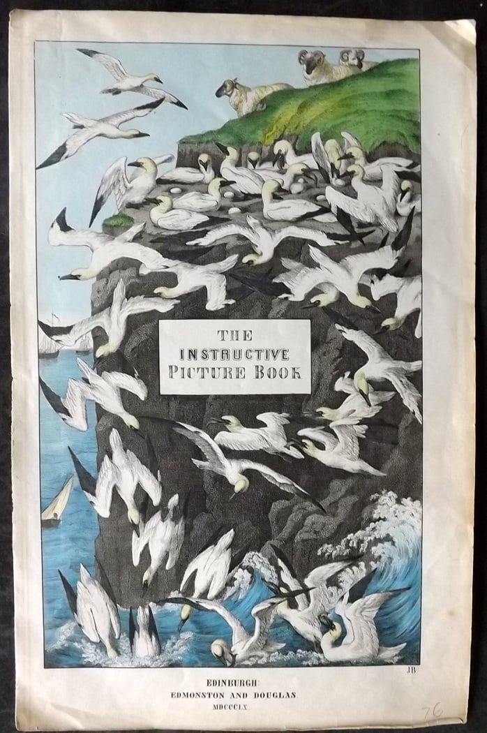 White, Adam 1860 Hand Col Bird Print. Illus. Title Page (1 of 1)