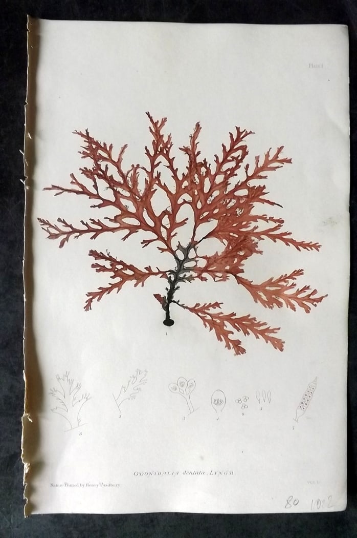 Bradbury, Henry 1859 Nature Printed Seaweed Print. Odonthalia Dentata 01: Nature Printed Electrotype Published 1859 by Henry Bradbury, London for "The Nature-Printed British Sea-Weeds" by William Grosart Johnstone and Alexander Croall. Paper Size: 9 x 6 inch (24 x 16cm) Ink