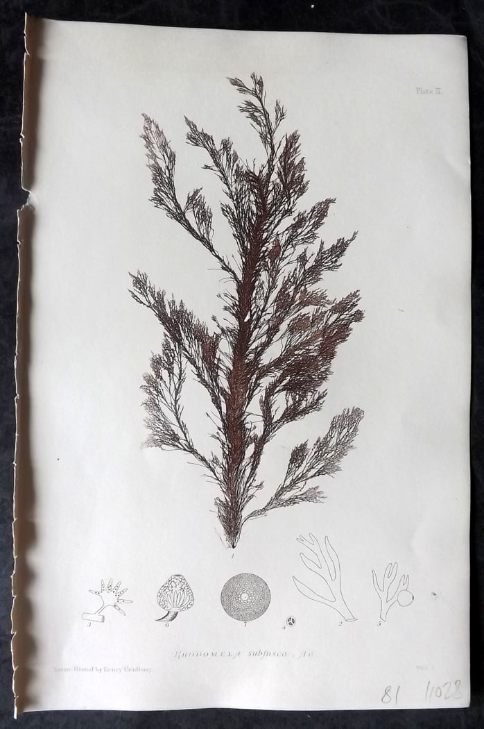 Bradbury, Henry 1859 Nature Printed Seaweed Print. Rhodomela Subfusca 02: Nature Printed Electrotype Published 1859 by Henry Bradbury, London for "The Nature-Printed British Sea-Weeds" by William Grosart Johnstone and Alexander Croall. Paper Size: 9 x 6 inch (24 x 16cm) Ink