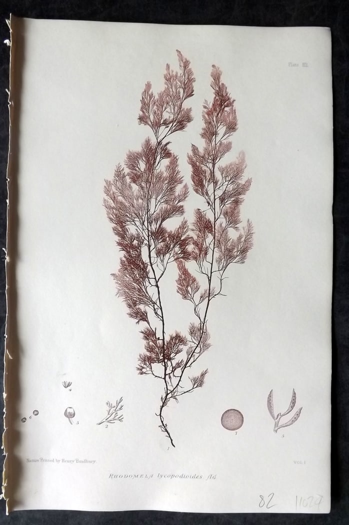 Bradbury, Henry 1859 Nature Printed Seaweed Print. Rhodomela Iycopodioides 03: Nature Printed Electrotype Published 1859 by Henry Bradbury, London for "The Nature-Printed British Sea-Weeds" by William Grosart Johnstone and Alexander Croall. Paper Size: 9 x 6 inch (24 x 16cm) Ink