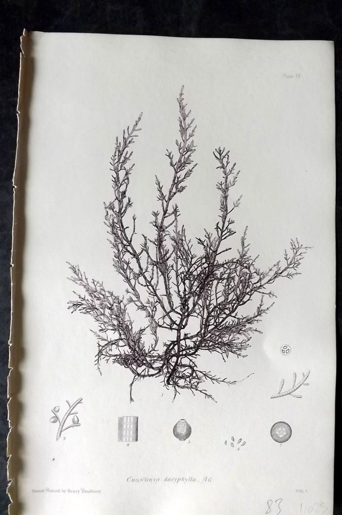 Bradbury, Henry 1859 Nature Printed Seaweed Print. Chondria Dasyphylla 04: Nature Printed Electrotype Published 1859 by Henry Bradbury, London for "The Nature-Printed British Sea-Weeds" by William Grosart Johnstone and Alexander Croall. Paper Size: 9 x 6 inch (24 x 16cm) Ink