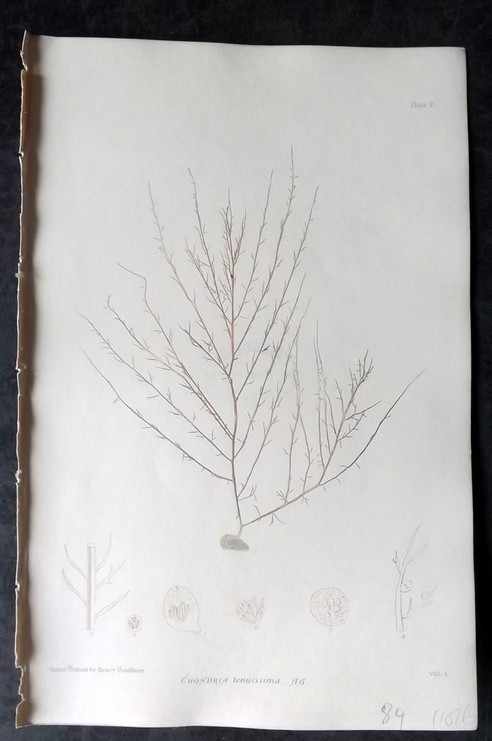 Bradbury, Henry 1859 Nature Printed Seaweed Print. Chondria Tenuissima 05: Nature Printed Electrotype Published 1859 by Henry Bradbury, London for "The Nature-Printed British Sea-Weeds" by William Grosart Johnstone and Alexander Croall. Paper Size: 9 x 6 inch (24 x 16cm) Ink