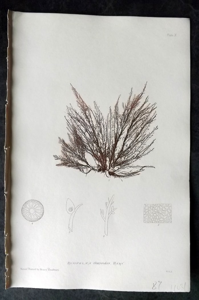 Bradbury, Henry 1859 Nature Printed Seaweed Print. Rytiphlaea Thuyoides 10: Nature Printed Electrotype Published 1859 by Henry Bradbury, London for "The Nature-Printed British Sea-Weeds" by William Grosart Johnstone and Alexander Croall. Paper Size: 9 x 6 inch (24 x 16cm) Ink