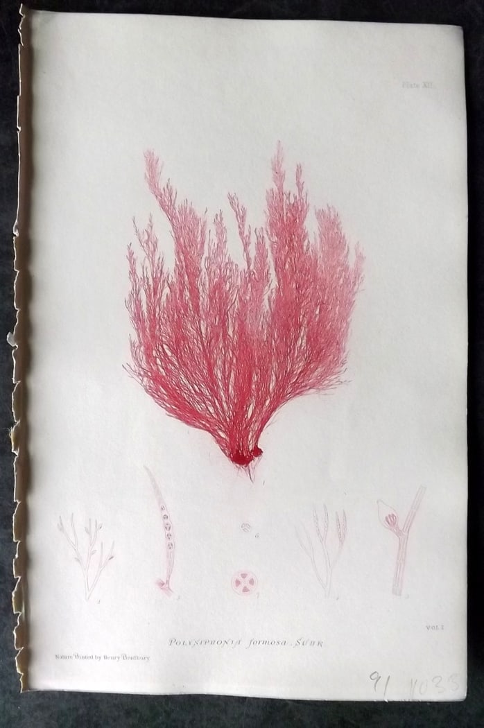 Bradbury, Henry 1859 Nature Printed Seaweed Print. Polysiphonia Formosa 12: Nature Printed Electrotype Published 1859 by Henry Bradbury, London for "The Nature-Printed British Sea-Weeds" by William Grosart Johnstone and Alexander Croall. Paper Size: 9 x 6 inch (24 x 16cm) Ink