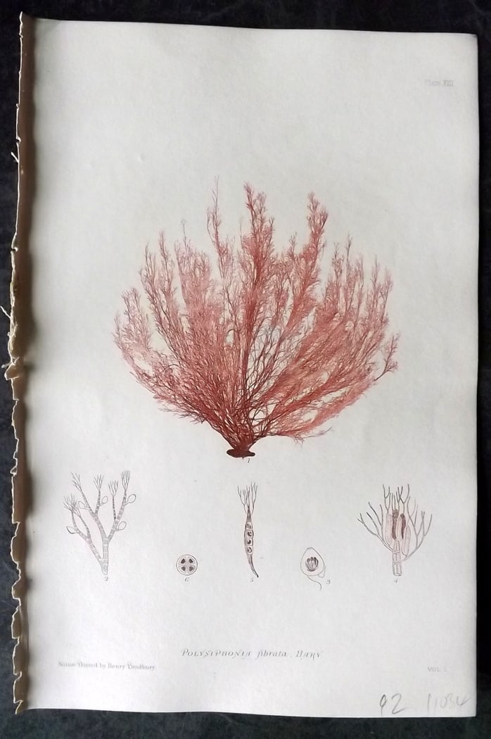 Bradbury, Henry 1859 Nature Printed Seaweed Print. Polysiphonia Fibrata 13: Nature Printed Electrotype Published 1859 by Henry Bradbury, London for "The Nature-Printed British Sea-Weeds" by William Grosart Johnstone and Alexander Croall. Paper Size: 9 x 6 inch (24 x 16cm) Ink
