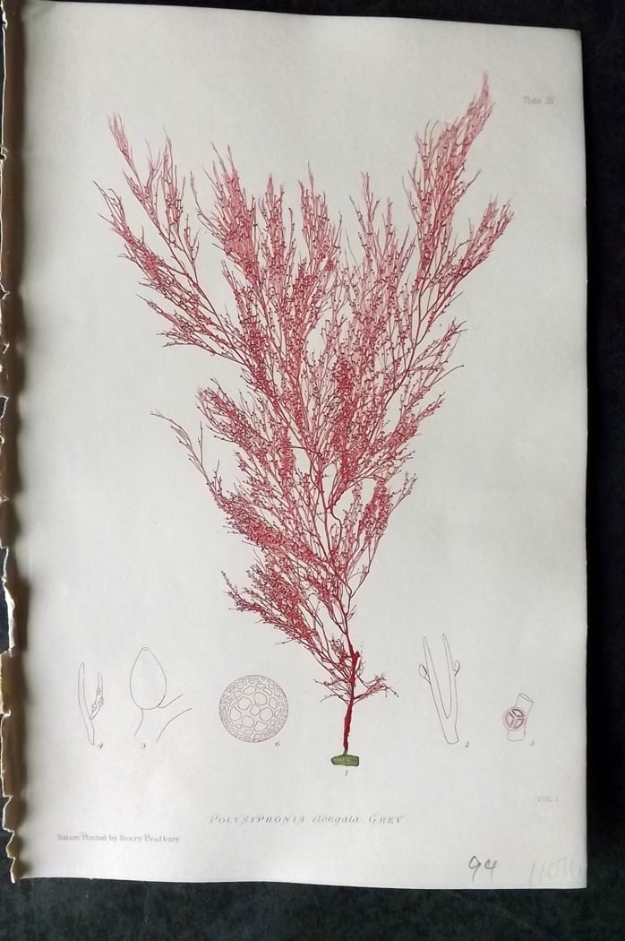 Bradbury, Henry 1859 Nature Printed Seaweed Print. Polysiphonia Elongata 15: Nature Printed Electrotype Published 1859 by Henry Bradbury, London for "The Nature-Printed British Sea-Weeds" by William Grosart Johnstone and Alexander Croall. Paper Size: 9 x 6 inch (24 x 16cm) Ink