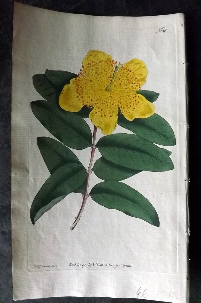 Curtis, William 1791 Hand Col Botanical Print. Large Flower'd St. John's Wort 146 (1 of 1)