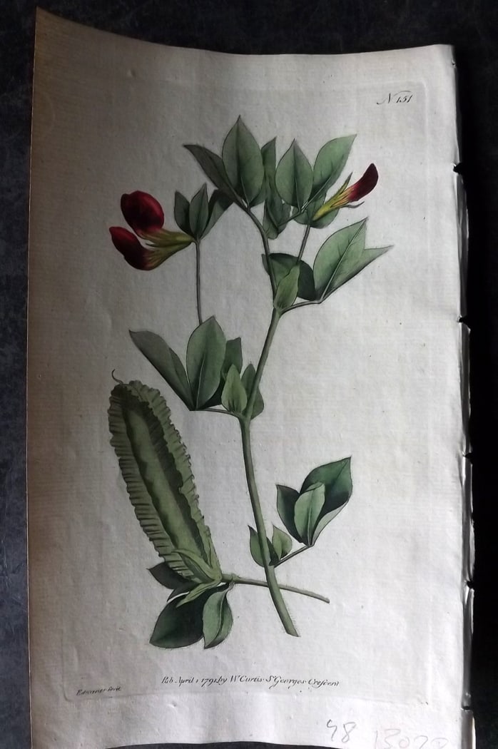 Curtis, William 1791 Hand Col Botanical Print. Winged Lotus 151: Hand Colored Engraving/Etching Published 1787-1904, London for "The Botanical Magazine; or Flower-Garden Displayed" and later "Curtis's Botanical Magazine..." by William Curtis, continued by John Simm