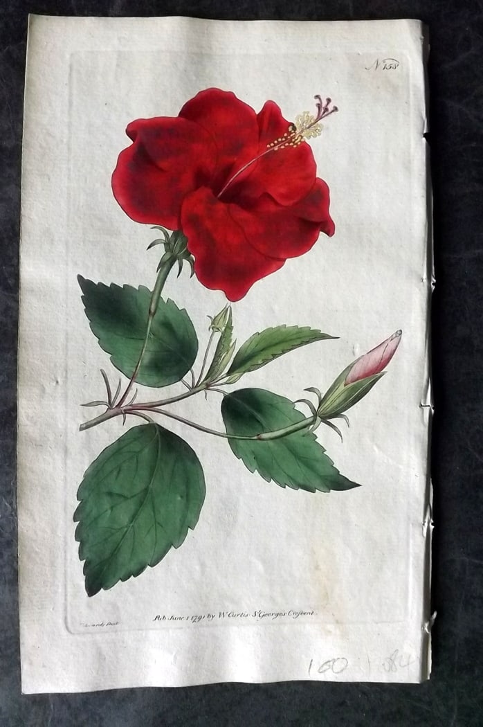 Curtis, William 1791 Hand Col Botanical Print. Chine Rose Hibiscus 158: Hand Colored Engraving/Etching Published 1787-1904, London for "The Botanical Magazine; or Flower-Garden Displayed" and later "Curtis's Botanical Magazine..." by William Curtis, continued by John Simm