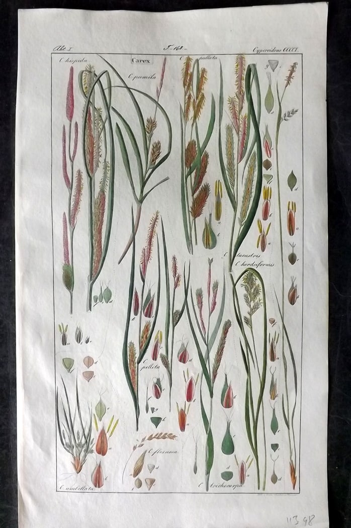 Dietrich, David C1840 Folio Hand Col Botanical Print. Carex 401 (1 of 1)
