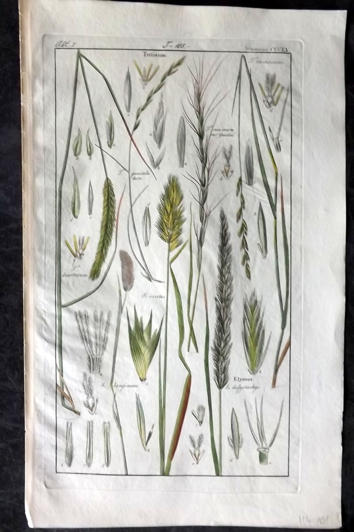 Dietrich, David C1840 Folio Hand Col Botanical Print. Triticum 360 (1 of 1)