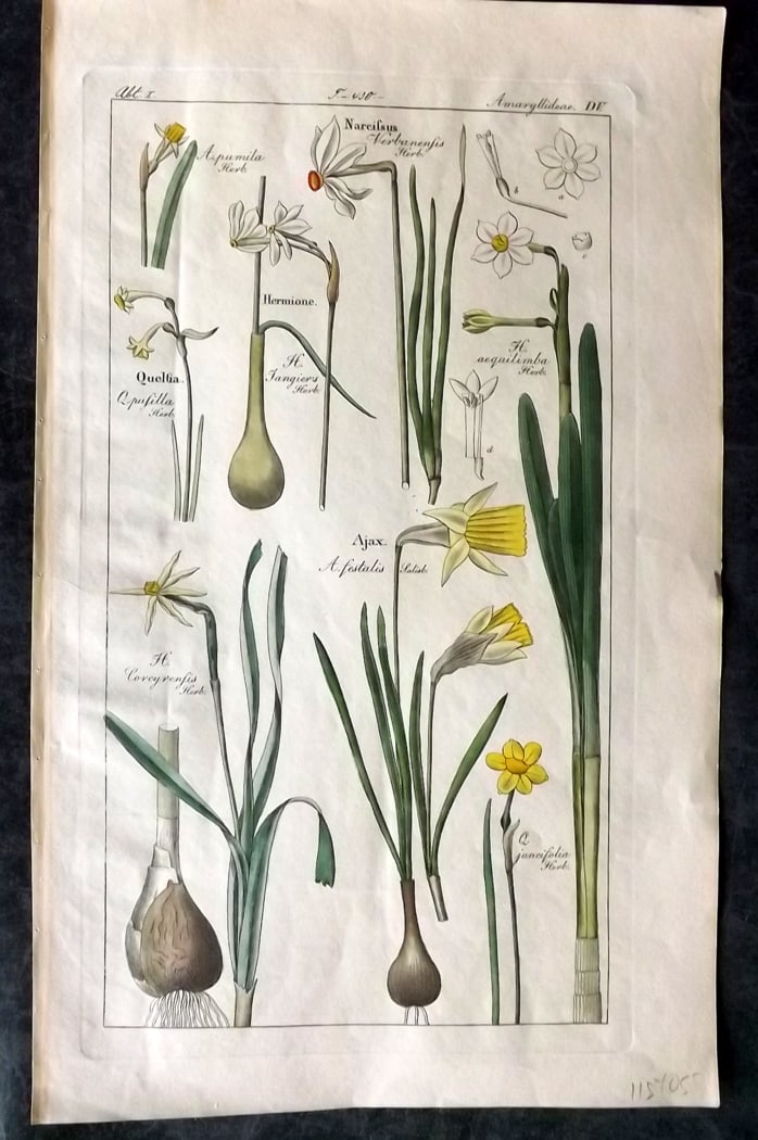 Dietrich, David C1840 Folio Hand Col Botanical Print. Narcissus, Queltia, Hermione, Ajax 505 (1 of 1)