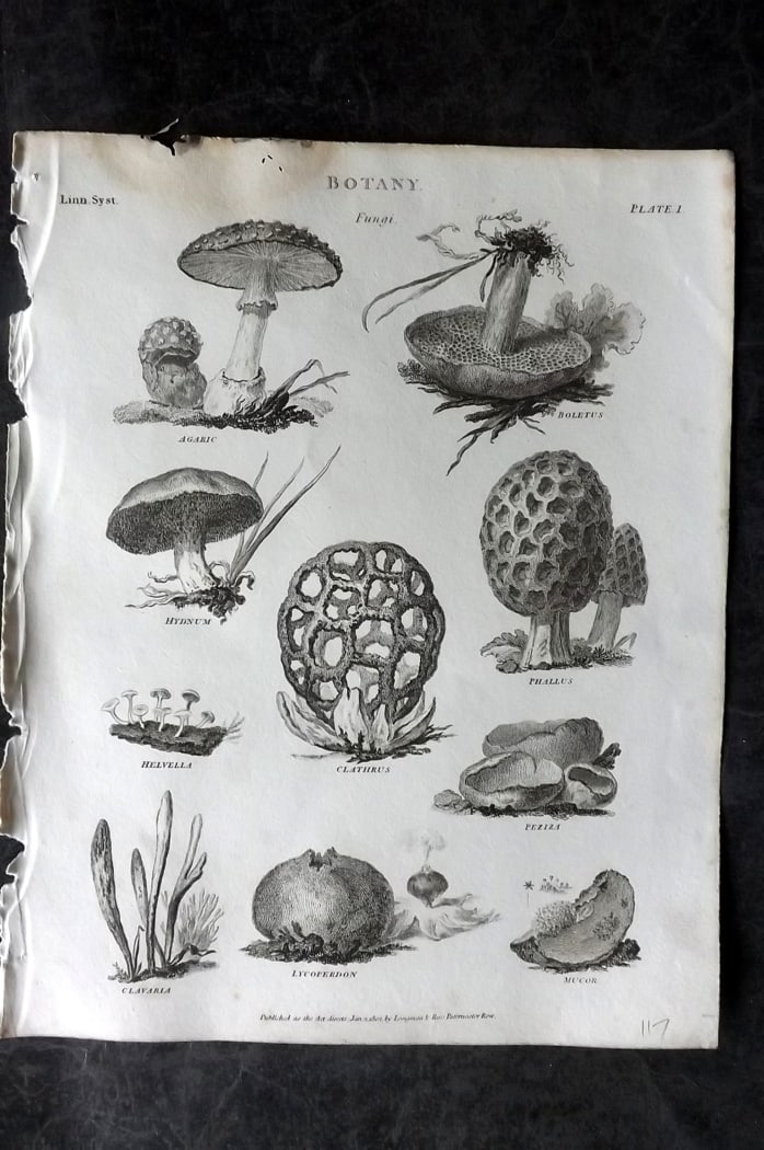 Rees, Abraham 1820 Botanical Print. Fungi Mushrooms (1 of 1)