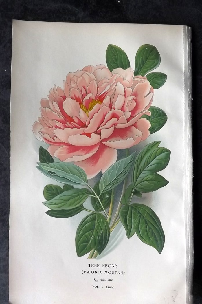 Step, Edward 1897 Botanical Print. Tree Peony (1 of 1)
