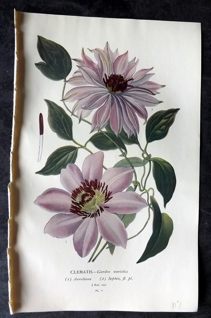 Step, Edward 1897 Botanical Print. Clematis: Chromolithographs Published 1896-97 by Frederick Warne & Co., London for "Favourite Flowers of Garden and Greenhouse" by Edward Step and William Watson. Paper Size: 9.5 x 6 inch (24 x 15cm) Good Condi