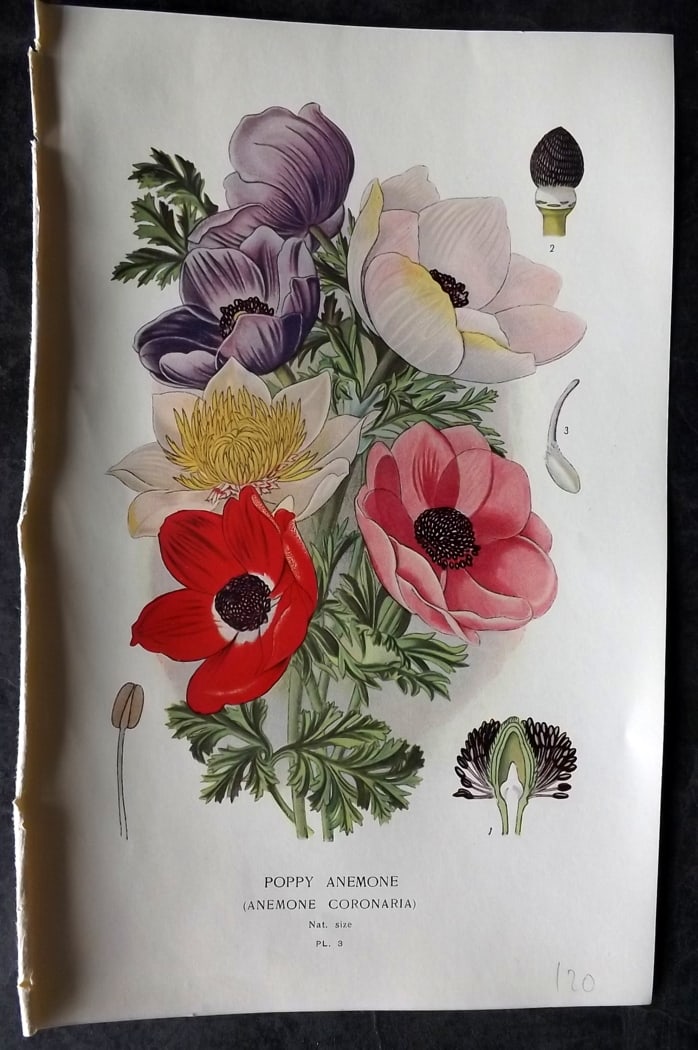 Step, Edward 1897 Botanical Print. Poppy Anemone (1 of 1)